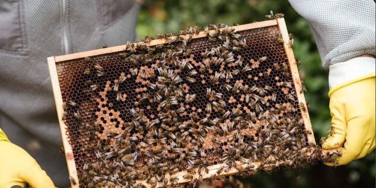 The Rise of Fonni's Beekeeping Industry